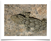 2 Gekko - James Leslie